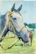 Ane (Divers) Ane (Divers) - Un cheval flou